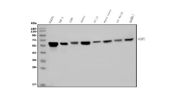 1 - Anti-U2AF65/U2AF2 Picoband™ Antibody (monoclonal, 10F4) ABO15008