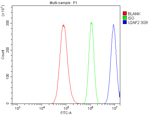1 - Anti-U2AF65/U2AF2 Picoband™ Antibody (monoclonal, 3G9) ABO15009