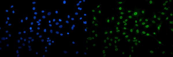3 - Anti-U2AF65/U2AF2 Picoband™ Antibody (monoclonal, 3G9) ABO15009