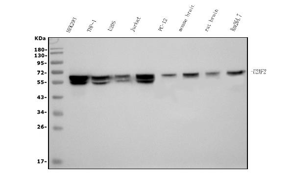 1 - Anti-U2AF65/U2AF2 Picoband™ Antibody (monoclonal, 3G9) ABO15009