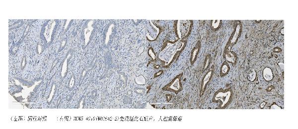 2 - Anti-MCM5 Picoband™ Antibody (monoclonal, 4G10) ABO15010