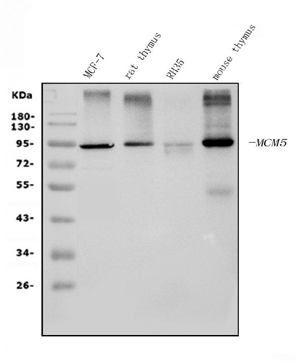 1 - Anti-MCM5 Picoband™ Antibody (monoclonal, 4G10) ABO15010