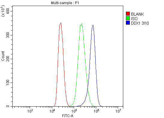 1 - Anti-DDX1 Picoband™ Antibody (monoclonal, 3I10) ABO15011
