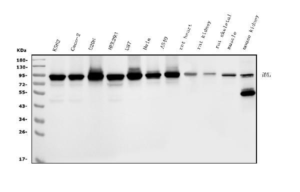 1 - Anti-DDX1 Picoband™ Antibody (monoclonal, 3I10) ABO15011