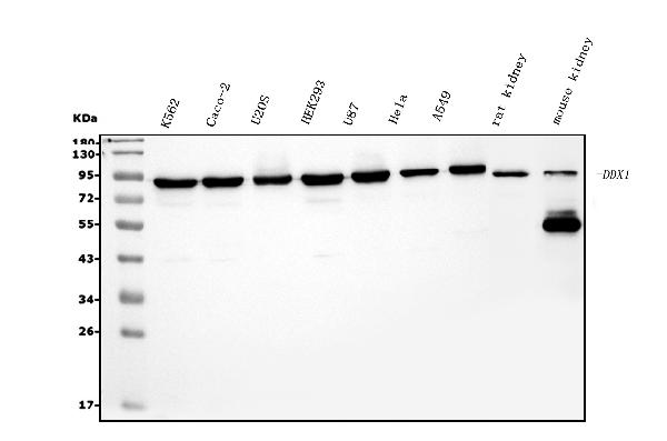1 - Anti-DDX1 Picoband™ Antibody (monoclonal, 2D4) ABO15012