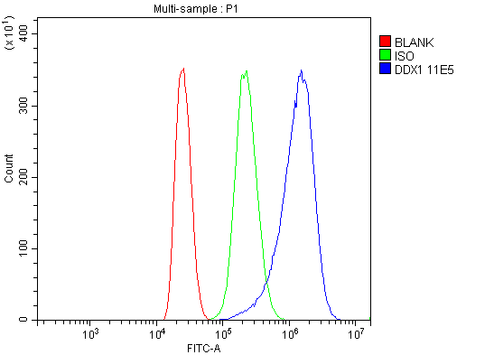 1 - Anti-DDX1 Picoband™ Antibody (monoclonal, 11E5) ABO15013