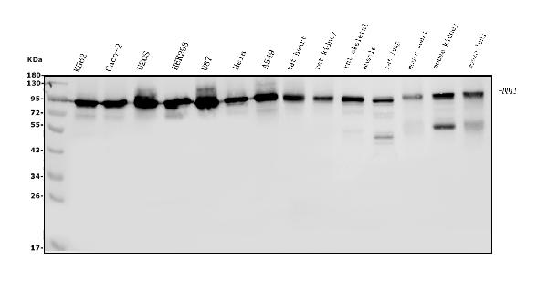 1 - Anti-DDX1 Picoband™ Antibody (monoclonal, 11E5) ABO15013