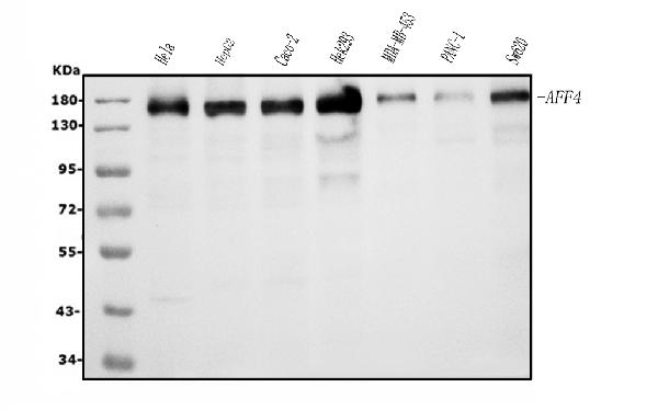 1 - Anti-AFF4 Picoband™ Antibody (monoclonal, 8G12) ABO15014