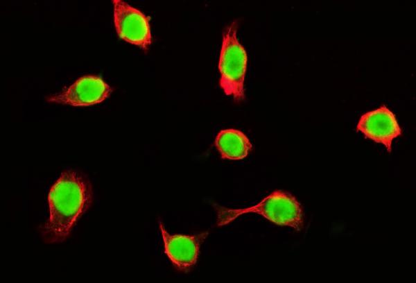 3 - Anti-Tubulin alpha Picoband™ Antibody (monoclonal, 7B12) ABO15015