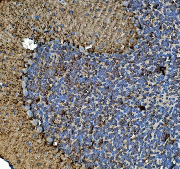 2 - Anti-Tubulin alpha Picoband™ Antibody (monoclonal, 7B12) ABO15015