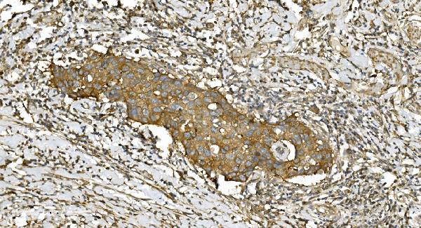 2 - Anti-Tubulin alpha Picoband™ Antibody (monoclonal, 7B12) ABO15015