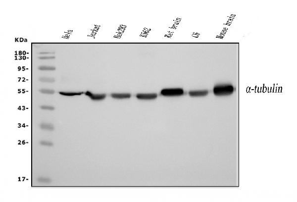 1 - Anti-Tubulin alpha Picoband™ Antibody (monoclonal, 7B12) ABO15015
