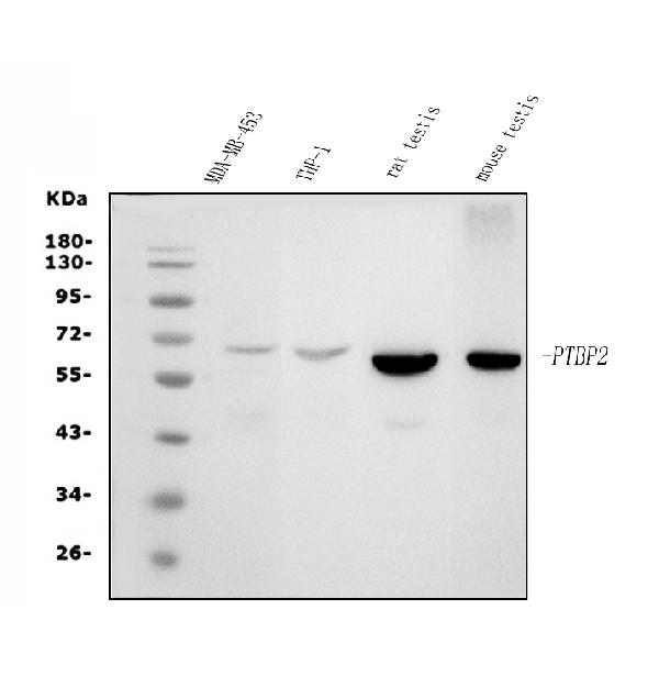 1 - Anti-PTBP2 Picoband™ Antibody (monoclonal, 8F11) ABO15016