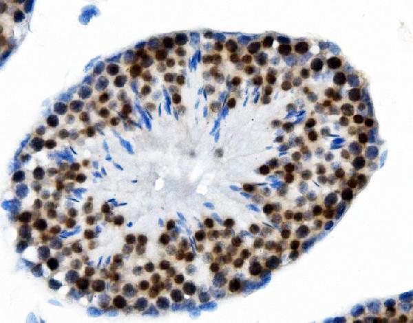 2 - Anti-PTBP2 Picoband™ Antibody (monoclonal, 13D11) ABO15017
