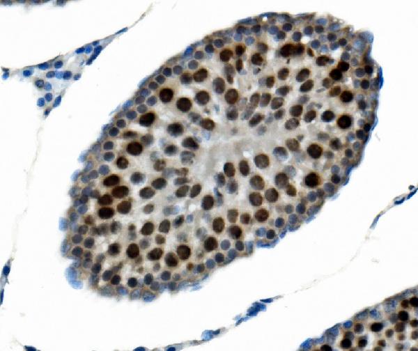 2 - Anti-PTBP2 Picoband™ Antibody (monoclonal, 13D11) ABO15017