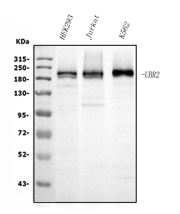 1 - Anti-UBR2 Picoband™ Antibody (monoclonal, 2G10) ABO15018