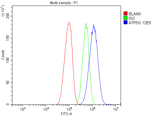 1 - Anti-ATP5F1,2,3/ATP5MC1,2,3 Picoband™ Antibody (monoclonal, 12E9) ABO15019