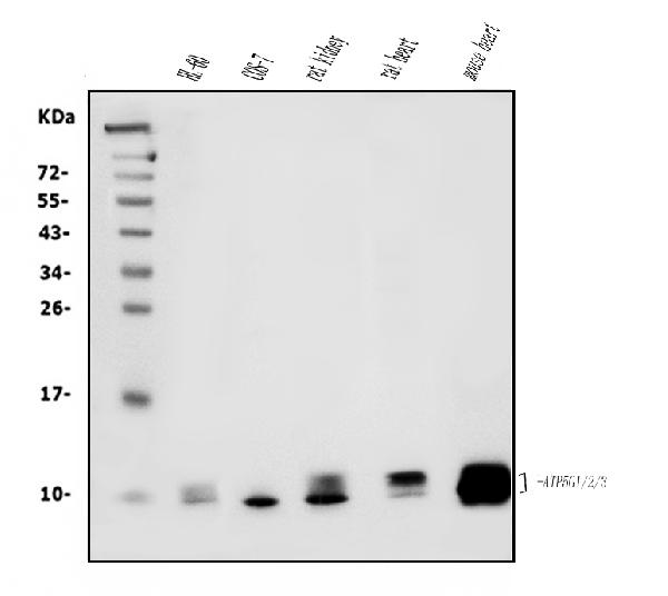 1 - Anti-ATP5F1,2,3/ATP5MC1,2,3 Picoband™ Antibody (monoclonal, 12E9) ABO15019
