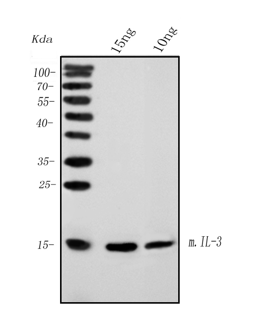 1 - Anti- IL3 Monoclonal Antibody ABO15020