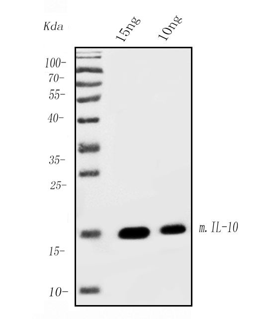1 - Anti- IL-10 Monoclonal Antibody ABO15023