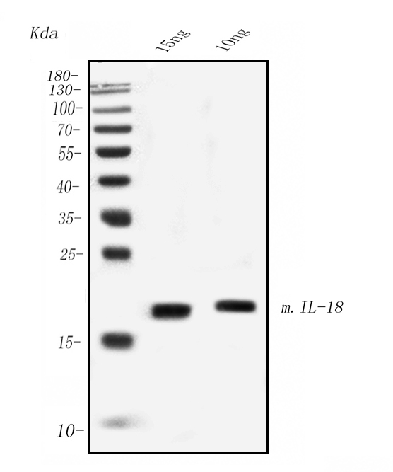 1 - Anti- IL-18 Monoclonal Antibody ABO15028