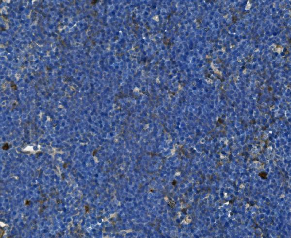 2 - Anti- CD28 Monoclonal Antibody ABO15029