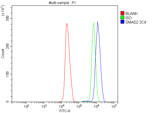 1 - Anti-SMAD2 Antibody Picoband™ (monoclonal, 3C4) ABO15030