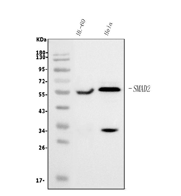 1 - Anti-SMAD2 Antibody Picoband™ (monoclonal, 3C4) ABO15030