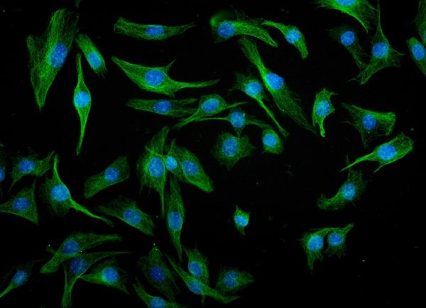 3 - Anti-IRF3 Antibody Picoband™ (monoclonal, 11H2) ABO15031