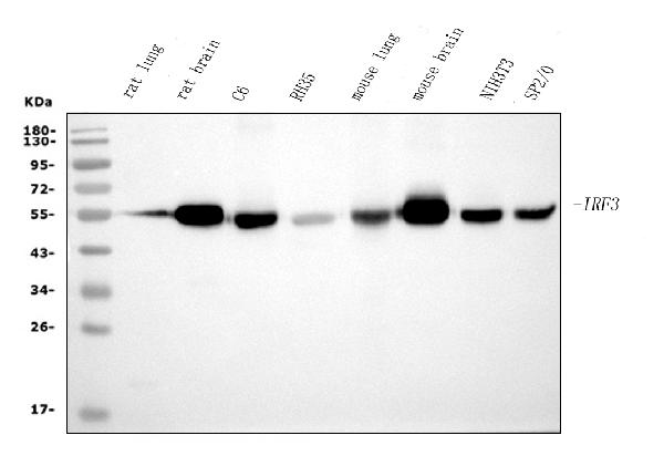 1 - Anti-IRF3 Antibody Picoband™ (monoclonal, 11H2) ABO15031