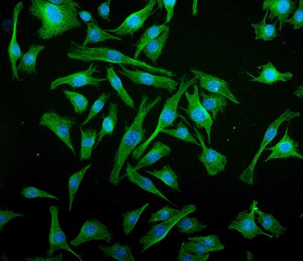3 - Anti-IRF3 Antibody Picoband™ (monoclonal, 3B4) ABO15032
