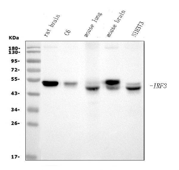 1 - Anti-IRF3 Antibody Picoband™ (monoclonal, 3B4) ABO15032