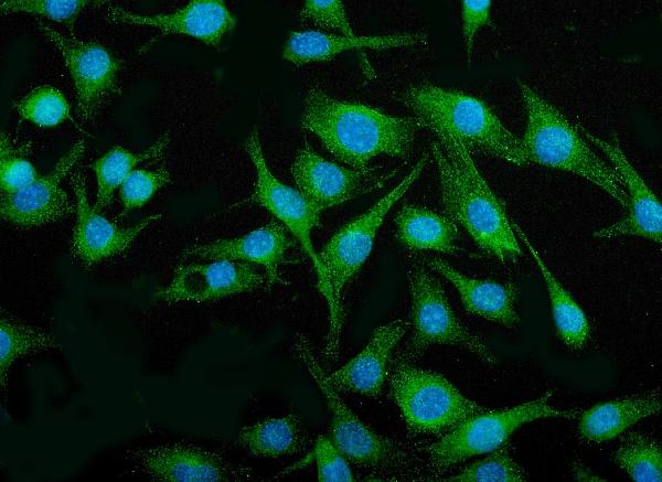 3 - Anti-IRF3 Antibody Picoband™ (monoclonal, 7B10) ABO15033