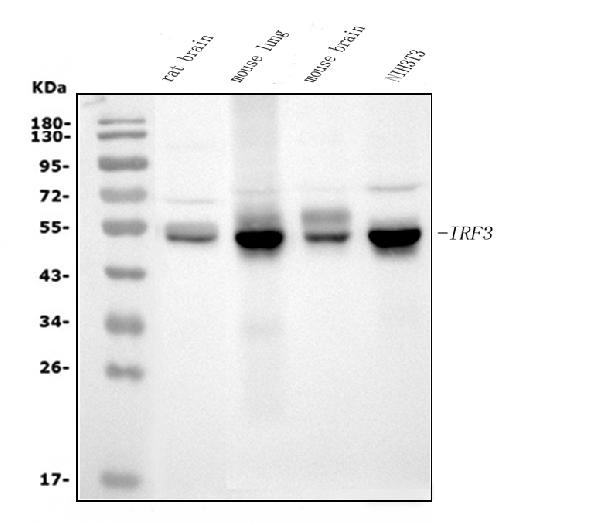 1 - Anti-IRF3 Antibody Picoband™ (monoclonal, 7B10) ABO15033