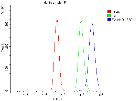1 - Anti-SAMHD1 Antibody Picoband™ (monoclonal, 3B9) ABO15035