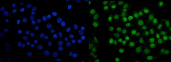 3 - Anti-SAMHD1 Antibody Picoband™ (monoclonal, 3B9) ABO15035