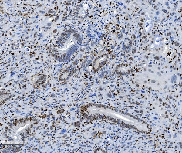 2 - Anti-SAMHD1 Antibody Picoband™ (monoclonal, 3B9) ABO15035