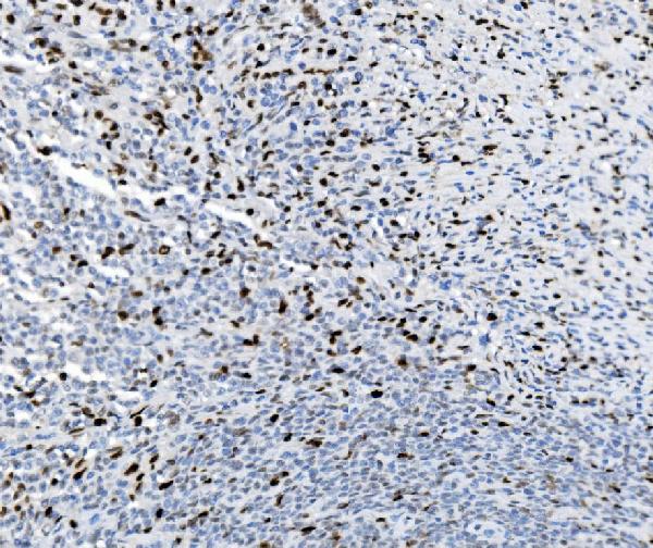 2 - Anti-SAMHD1 Antibody Picoband™ (monoclonal, 3B9) ABO15035