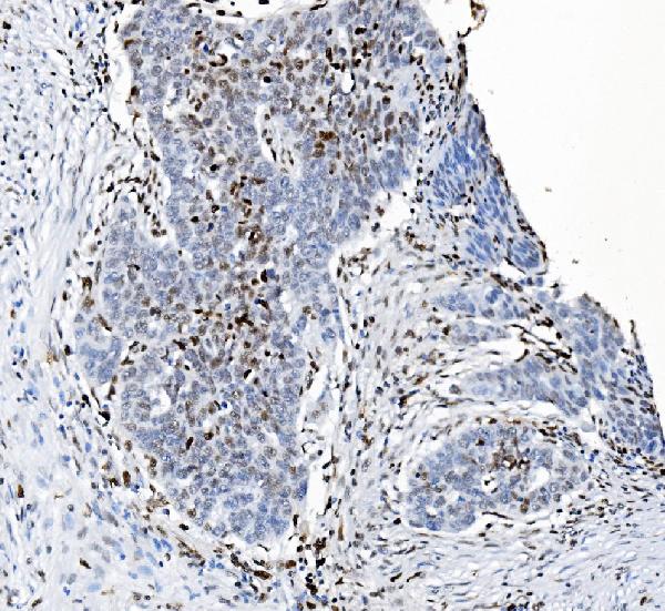2 - Anti-SAMHD1 Antibody Picoband™ (monoclonal, 3B9) ABO15035
