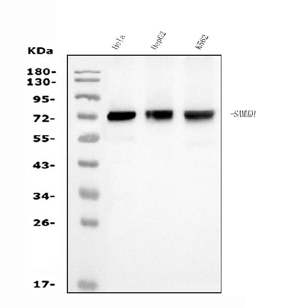 1 - Anti-SAMHD1 Antibody Picoband™ (monoclonal, 3B9) ABO15035