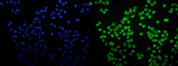 3 - Anti-SAMHD1 Antibody Picoband™ (monoclonal, 10H8) ABO15036