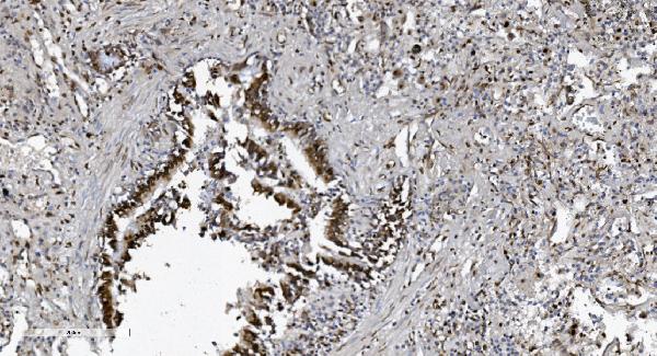 2 - Anti-SAMHD1 Antibody Picoband™ (monoclonal, 10H8) ABO15036