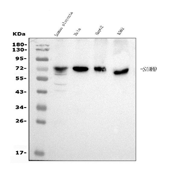 1 - Anti-SAMHD1 Antibody Picoband™ (monoclonal, 10H8) ABO15036