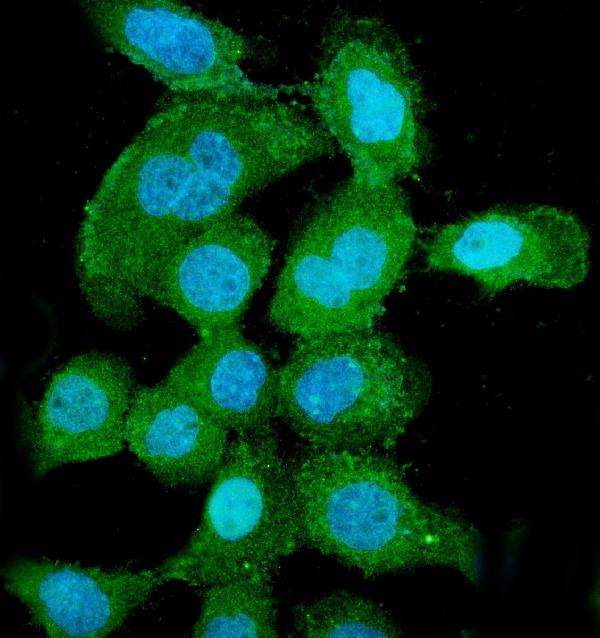 3 - Anti-PNP Antibody Picoband™ (monoclonal, 7G5) ABO15037