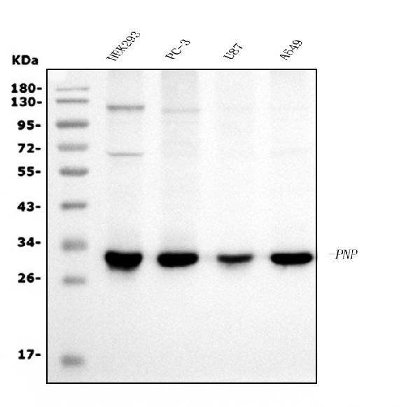 1 - Anti-PNP Antibody Picoband™ (monoclonal, 7G5) ABO15037