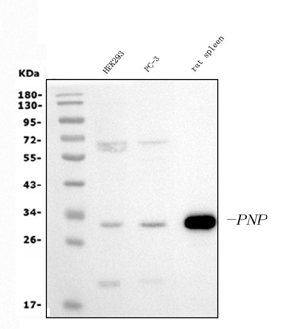 1 - Anti-PNP Antibody Picoband™ (monoclonal, 2H10) ABO15038