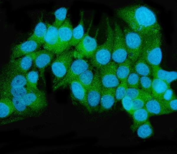 3 - Anti-MEK2/MAP2K2 Antibody Picoband™ (monoclonal, 2B4) ABO15039