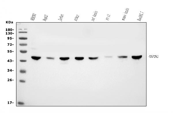 1 - Anti-MEK2/MAP2K2 Antibody Picoband™ (monoclonal, 2B4) ABO15039