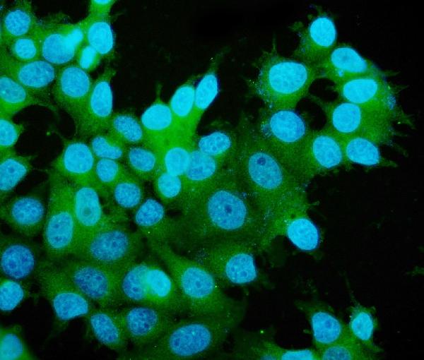 3 - Anti-MEK2/MAP2K2 Antibody Picoband™ (monoclonal, 2H4) ABO15040