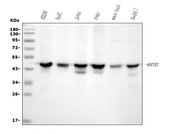 1 - Anti-MEK2/MAP2K2 Antibody Picoband™ (monoclonal, 2H4) ABO15040